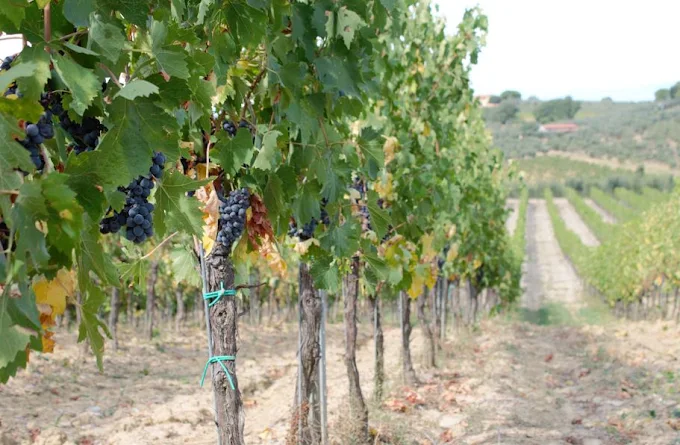 Working Wine & Olive Farm in the Heart of Chianti — photo 7