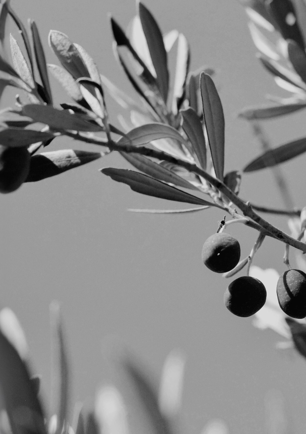 Villa Noon — La Gran Reserva, Sotogrande — photo 39